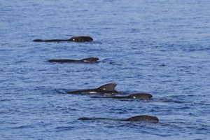 Cetacei, traffico marittimo e strumenti di gestione nello Stretto di Gibilterra. Proposte per una convivenza difficile ma non impossibile