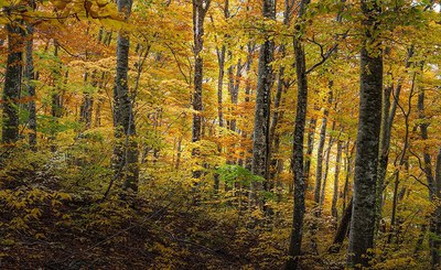 Giornata Internazionale delle Foreste 2024