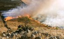 Incendi forestali: da gennaio a luglio 2024 in linea con la media dal 2006. Episodi più gravi in Sicilia e Sardegna, a Vieste salva la copertura forestale