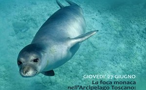 La foca monaca nell’Arcipelago Toscano: passato e presente