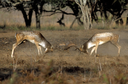 Online la nuova sezione "Fauna, Ambiente e Uomo”