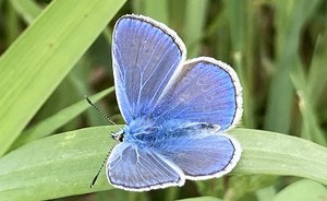 Osserva e segnala la flora e fauna intorno a te anche in vacanza!