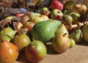 Pubblicato il Quaderno "Frutti dimenticati e biodiversità recuperata. Il germoplasma frutticolo e viticolo delle agricolture tradizionali italiane. Casi studio: Marche e Toscana"