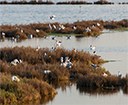 Caldo afoso, siccità e troppi incendi. Ispra: “L’avifauna è a rischio, bisogna intervenire sulla caccia”