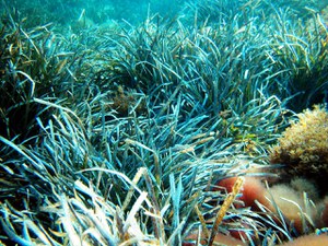 Percepire la Posidonia #SIPUO': valore, coscienza e autocoscienza