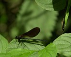 Biodiversità